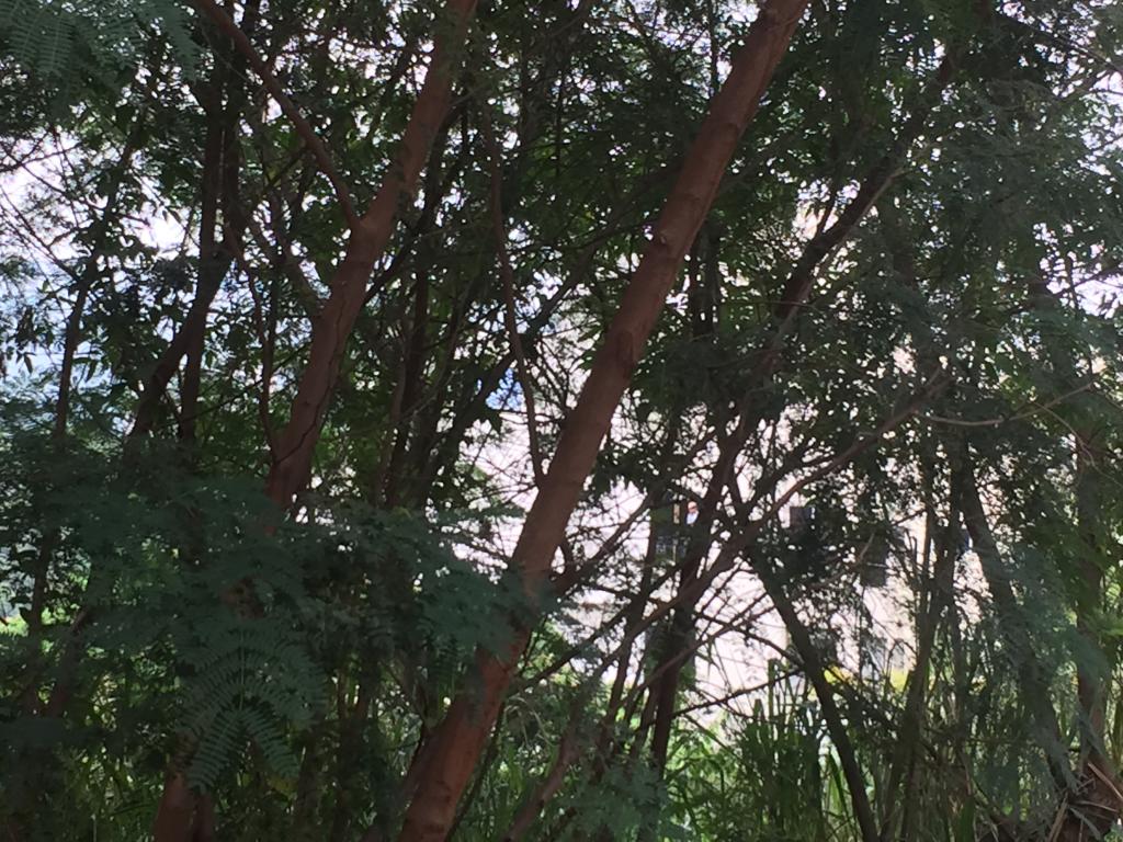 Lote En Venta - Mameyal, Cali