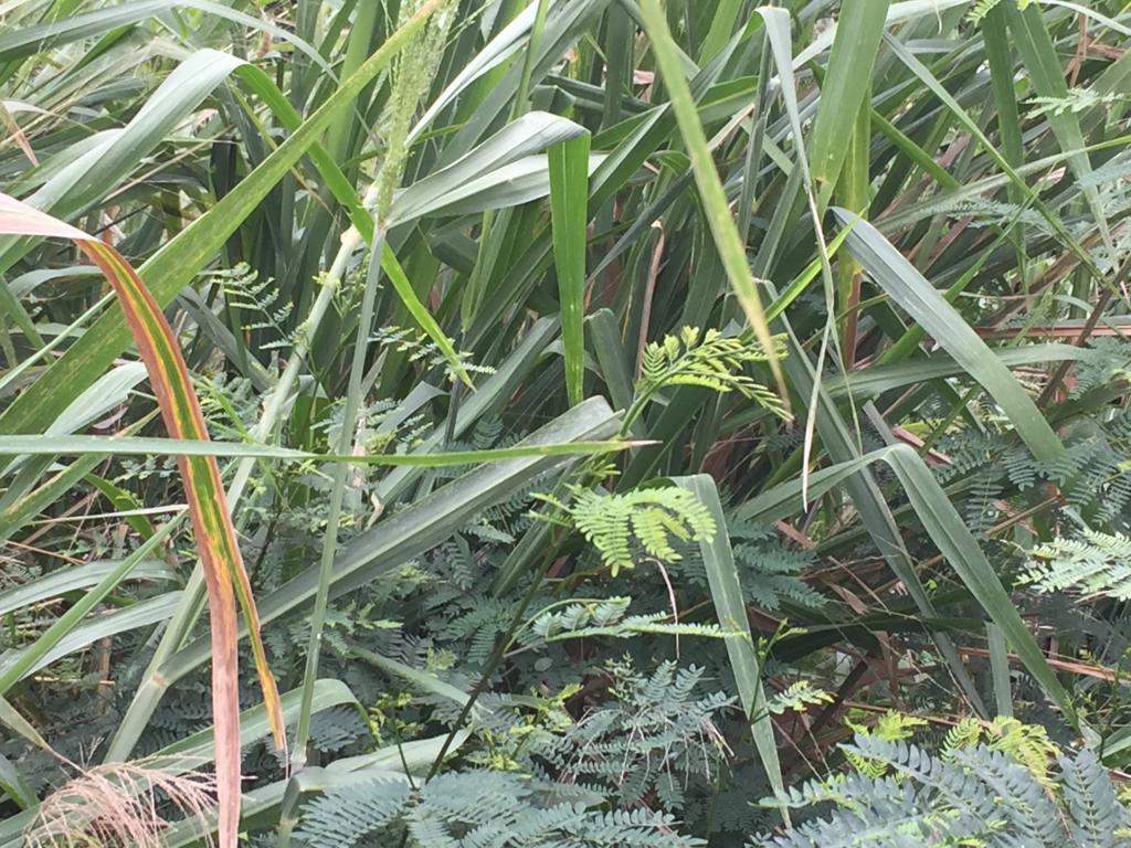 Lote En Venta - Mameyal, Cali