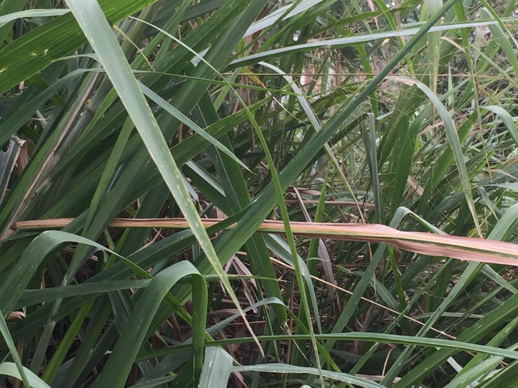 Lote En Venta - Mameyal, Cali