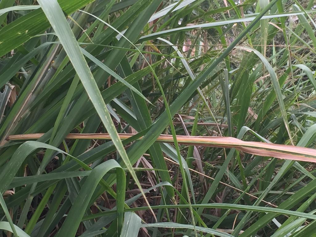 Lote En Venta - Mameyal, Cali