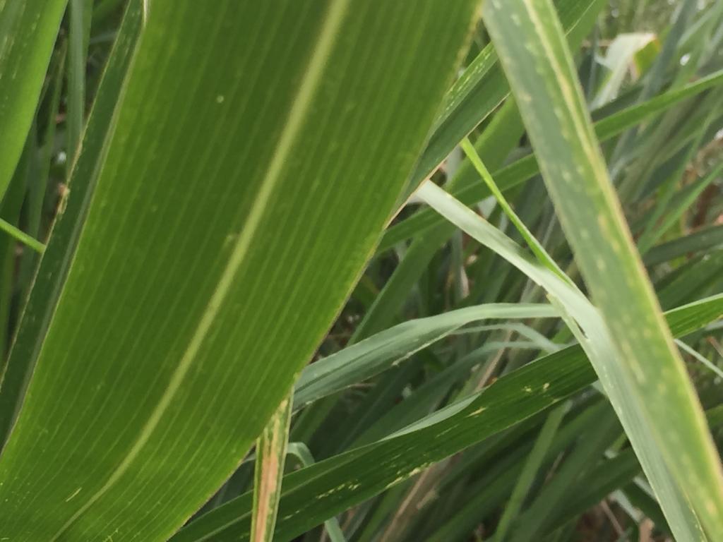 Lote En Venta - Mameyal, Cali