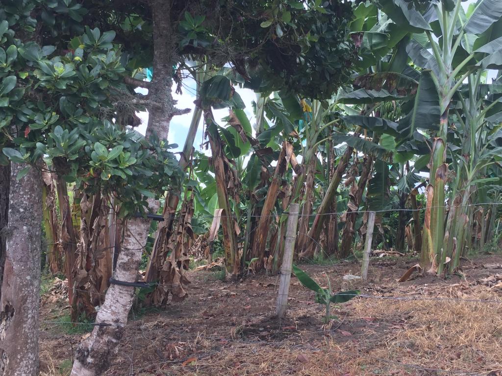 Finca En Venta - Corregimiento De Monte Rey, Guadalajara De Buga