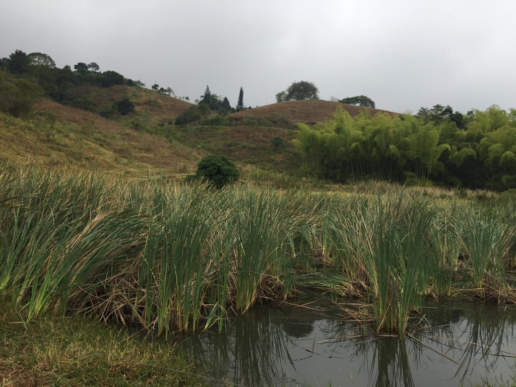 Finca En Venta - Corregimiento De San Isidro, Pradera