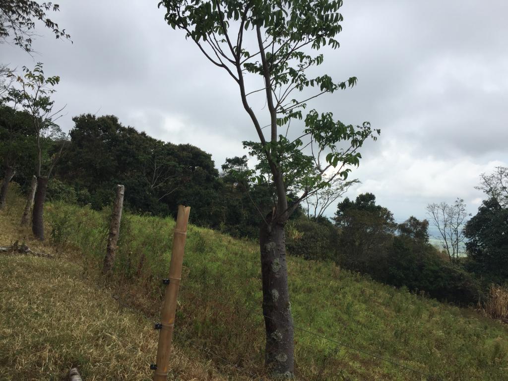 Finca En Venta - Corregimiento De San Isidro, Pradera