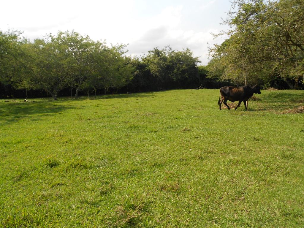 Lote En Venta - Pance, Cali