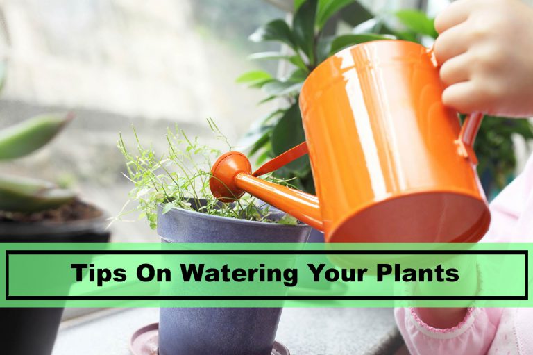 Best Tips for Water Plants in 2019 Plants Spark Joy