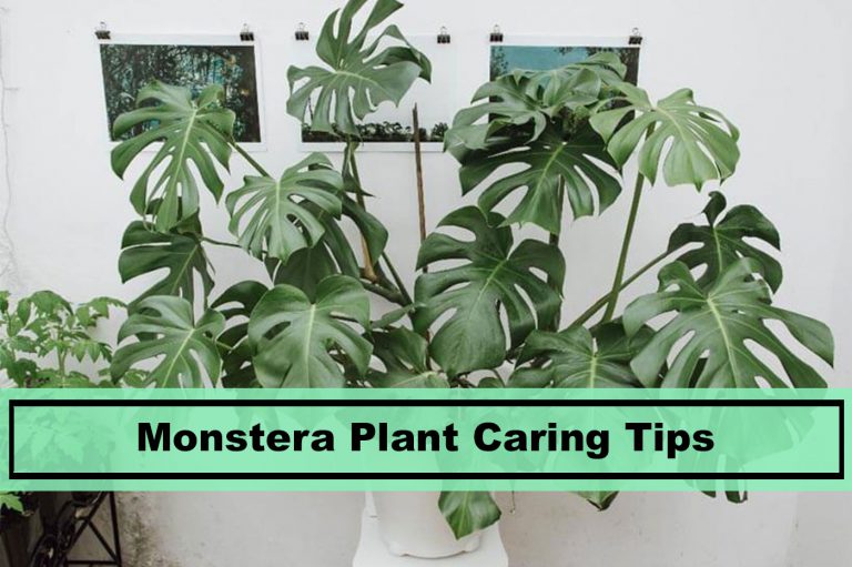 Best Monstera Plant Care Tips for 2019 Plants Spark Joy