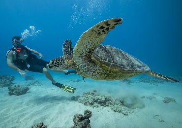 Product 2 Tank Shallow Reefs Dive