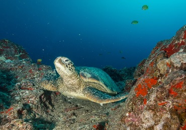 Product 2 Tank Shallow Reefs Dive