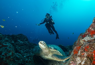 Product 2 Tank Shallow Reefs Dive