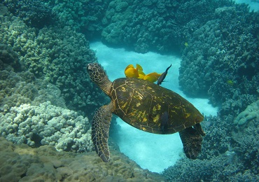 Product Deluxe Kona Snorkel Adventure