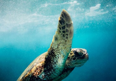 Product Snorkel Turtle Canyon Adventure Sail- Waikiki