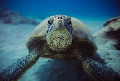Product Snorkel Turtle Canyon Adventure Sail- Waikiki