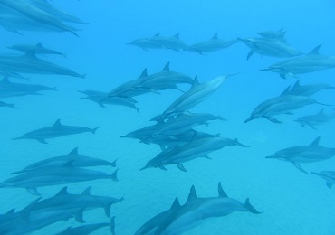 Product Island Princess Dolphin Snorkel Catamaran MID DAY Waikiki