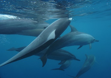Product Island Princess Dolphin Snorkel Catamaran-Sunrise Waikiki