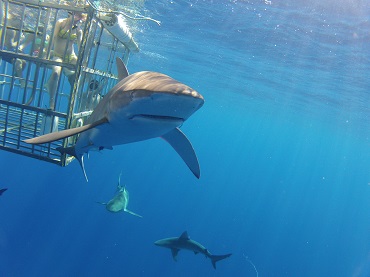Product North Shore Shark Adventure