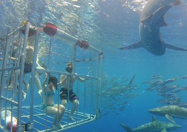Product North Shore Shark Adventure