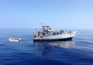 Product North Shore Shark Adventure