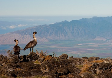 Product Haleakala Sunrise Tour