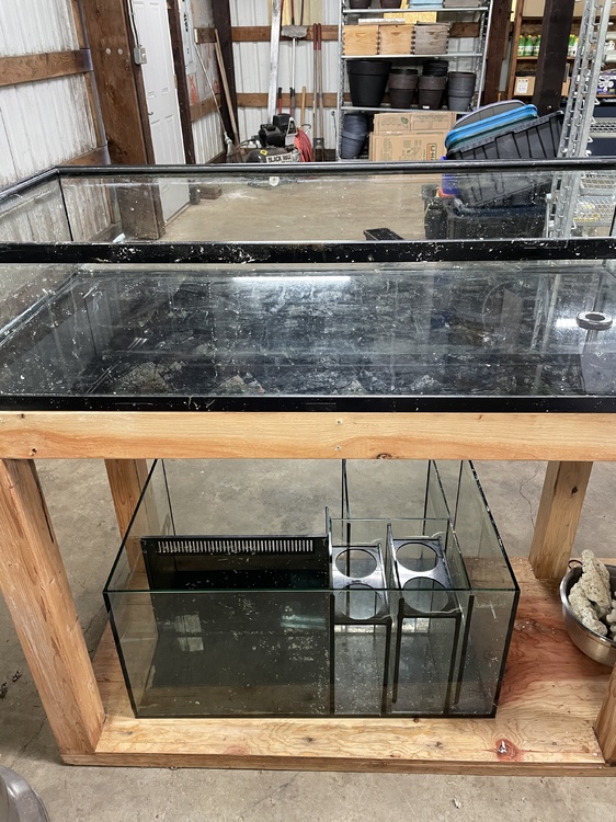 50 gallon lowboy Frag tank for sale Classified Threads PNWMAS