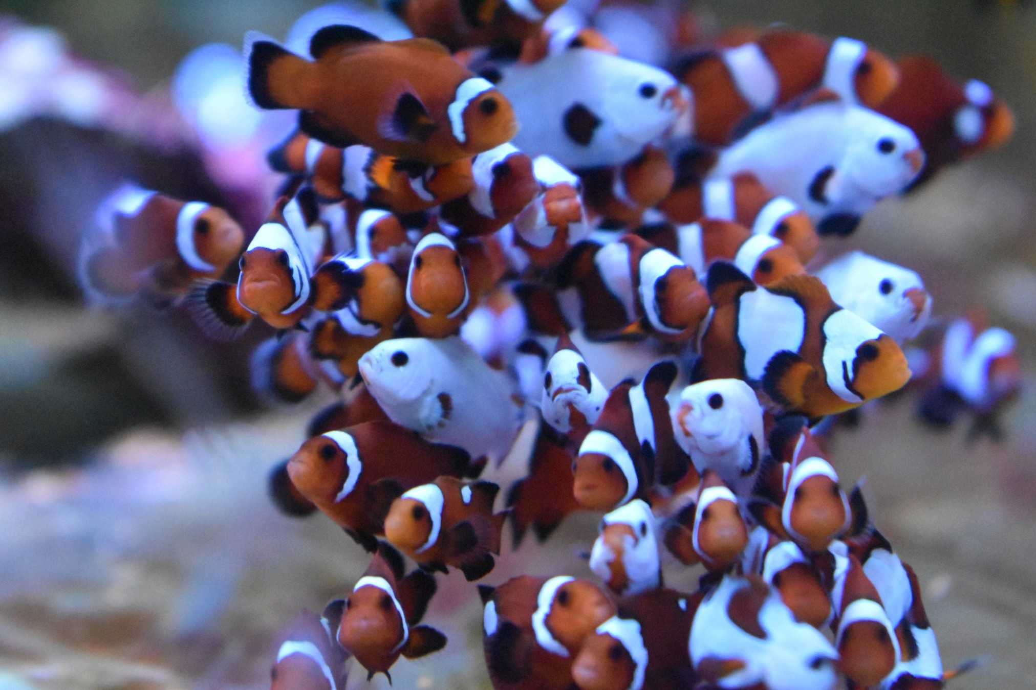Clownfish for sale Classified Threads PNWMAS