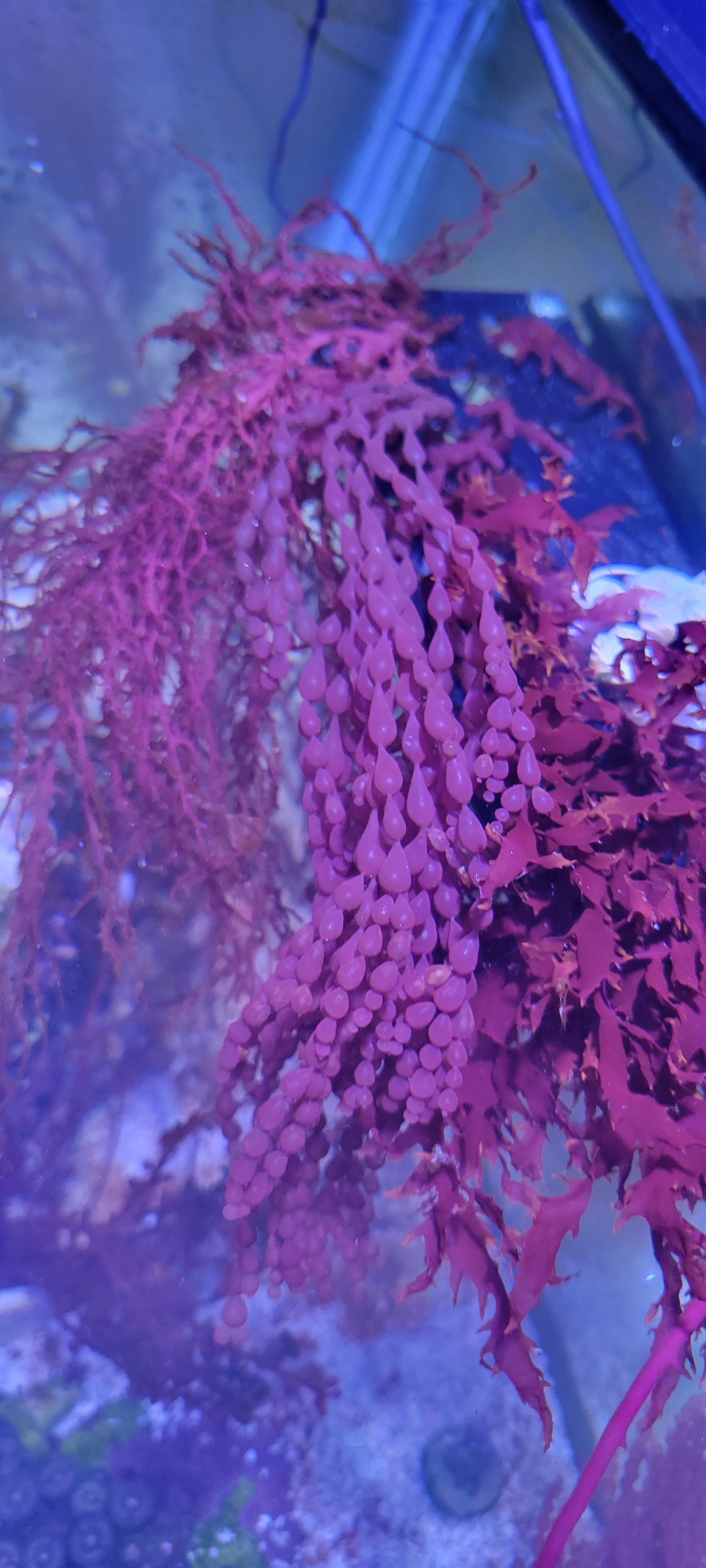 Coelarthum Sp. (String of Pearls) Classified Threads PNWMAS