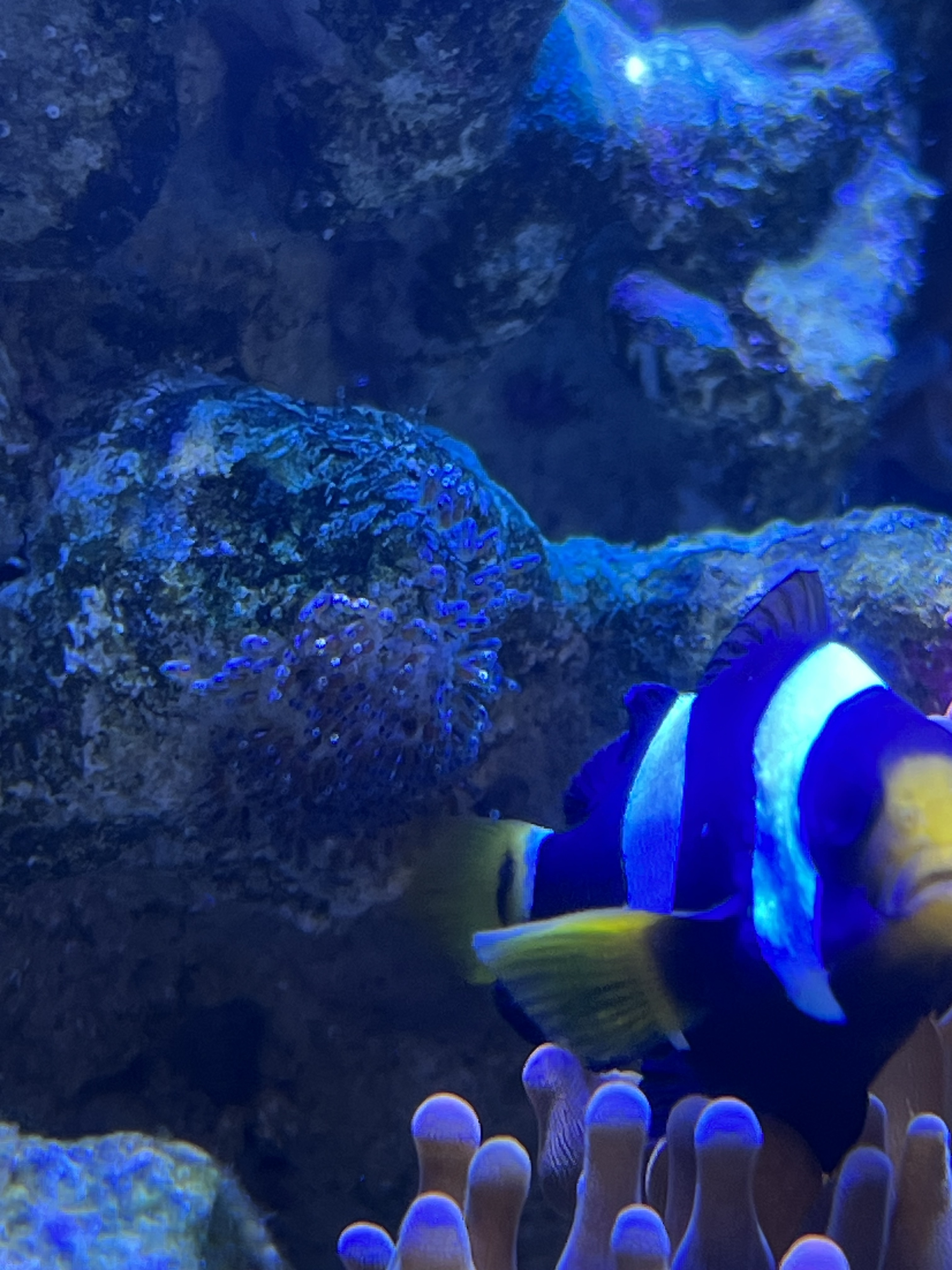 Spawning pair of Clarkii clownfish. $100 OBO - Classified Threads - PNWMAS