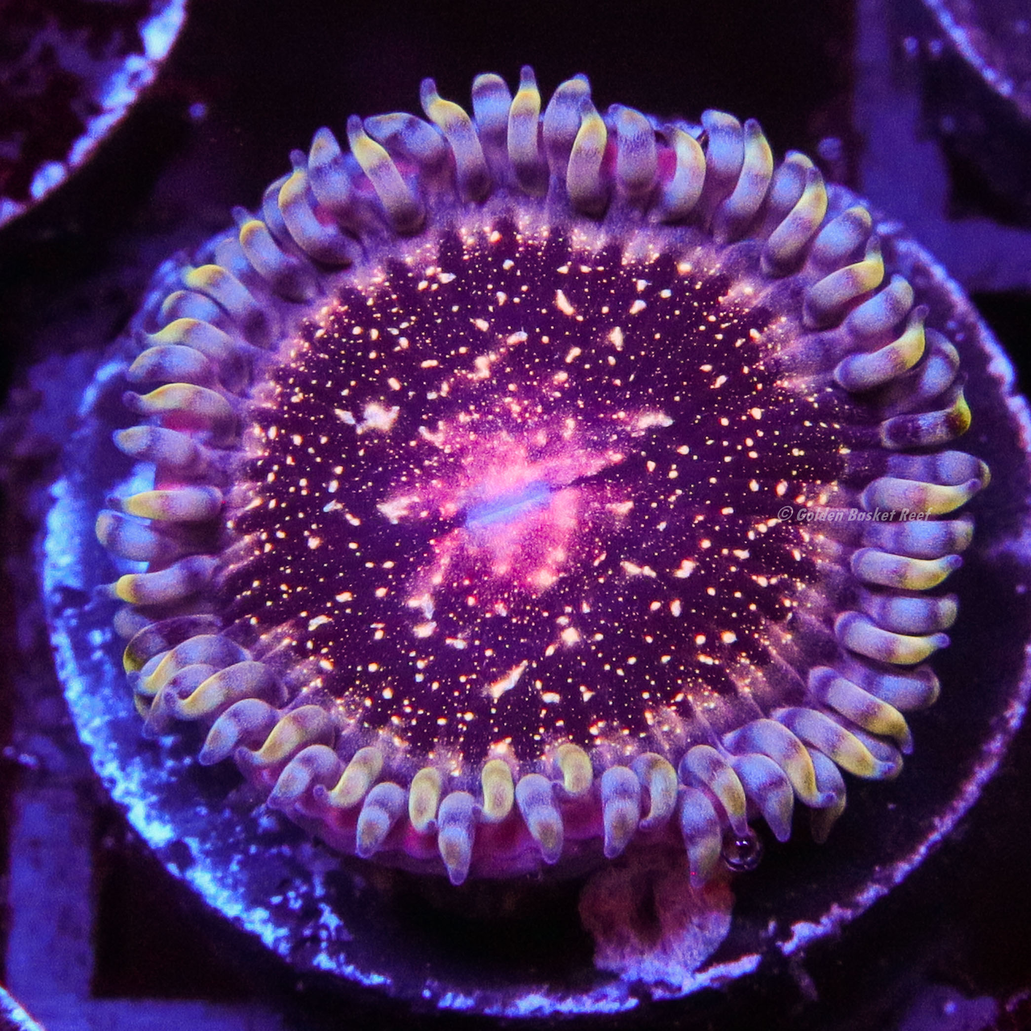 open for business Golden Basket PNWMAS