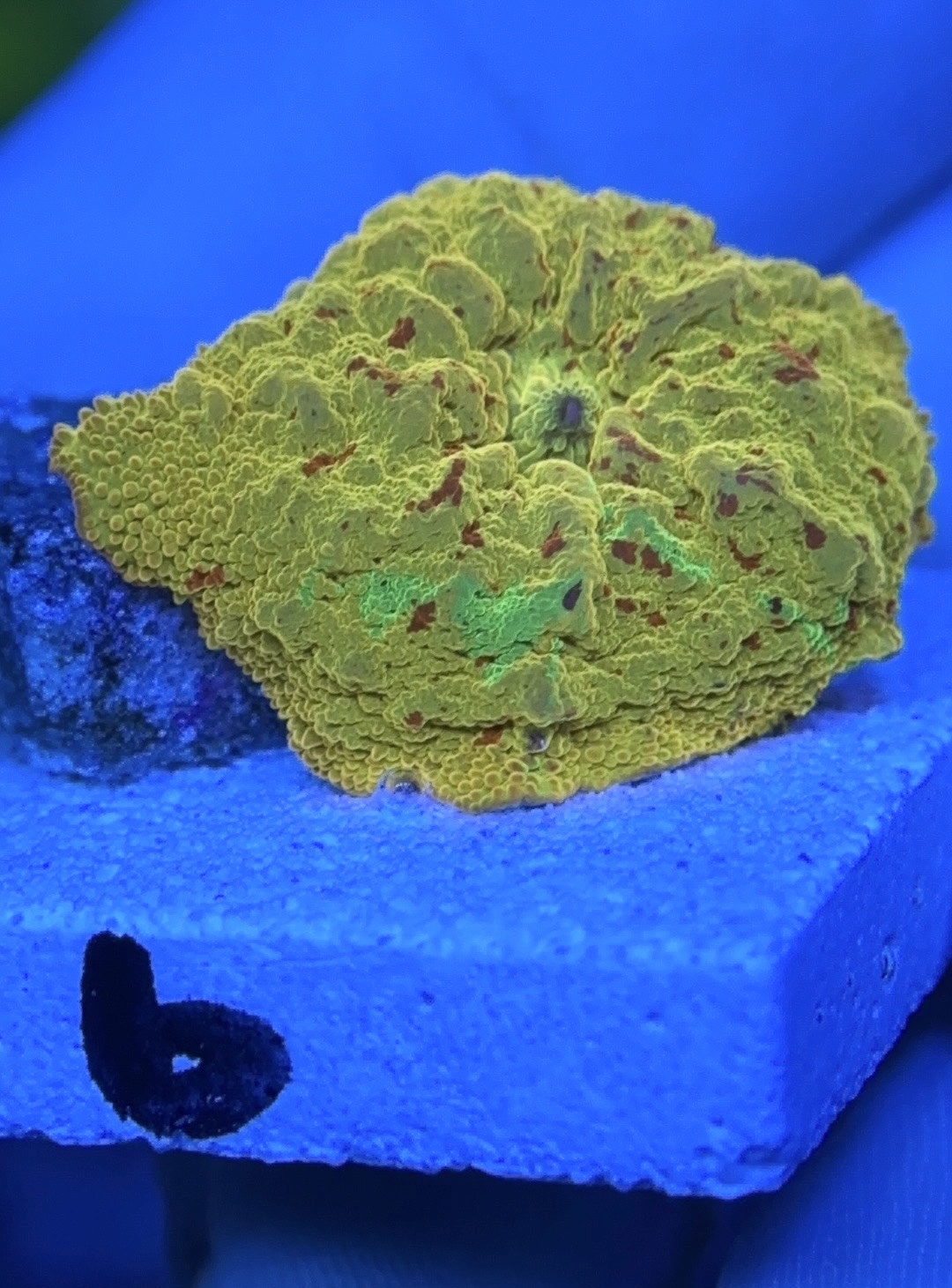 Corals at monthly meeting - Classified Threads - PNWMAS