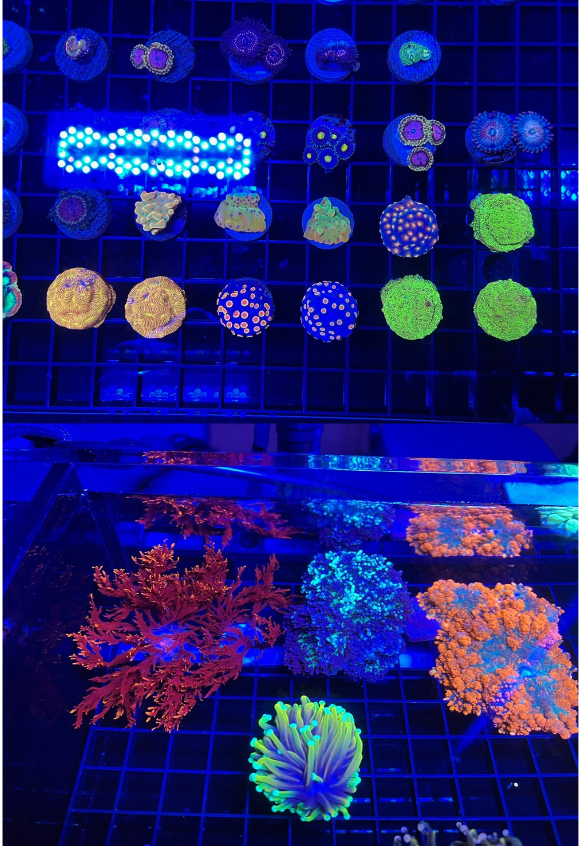 Portland Coral Show !!