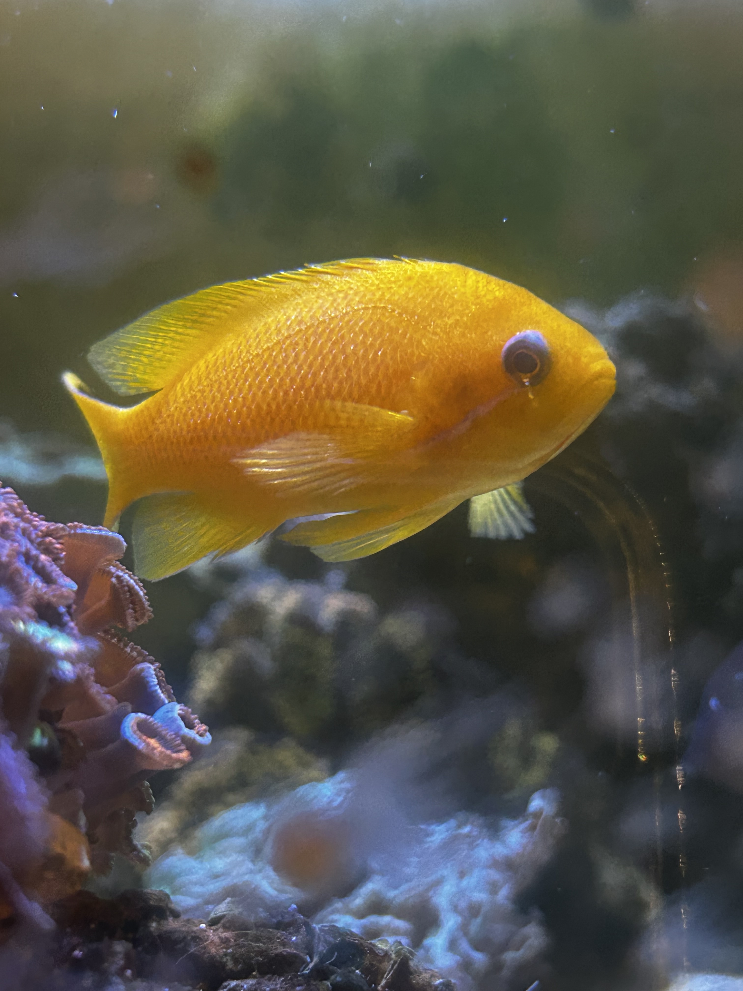 FS: Rabbitfish, Tomini Tang, Anthias, Clownfish - Classified Threads