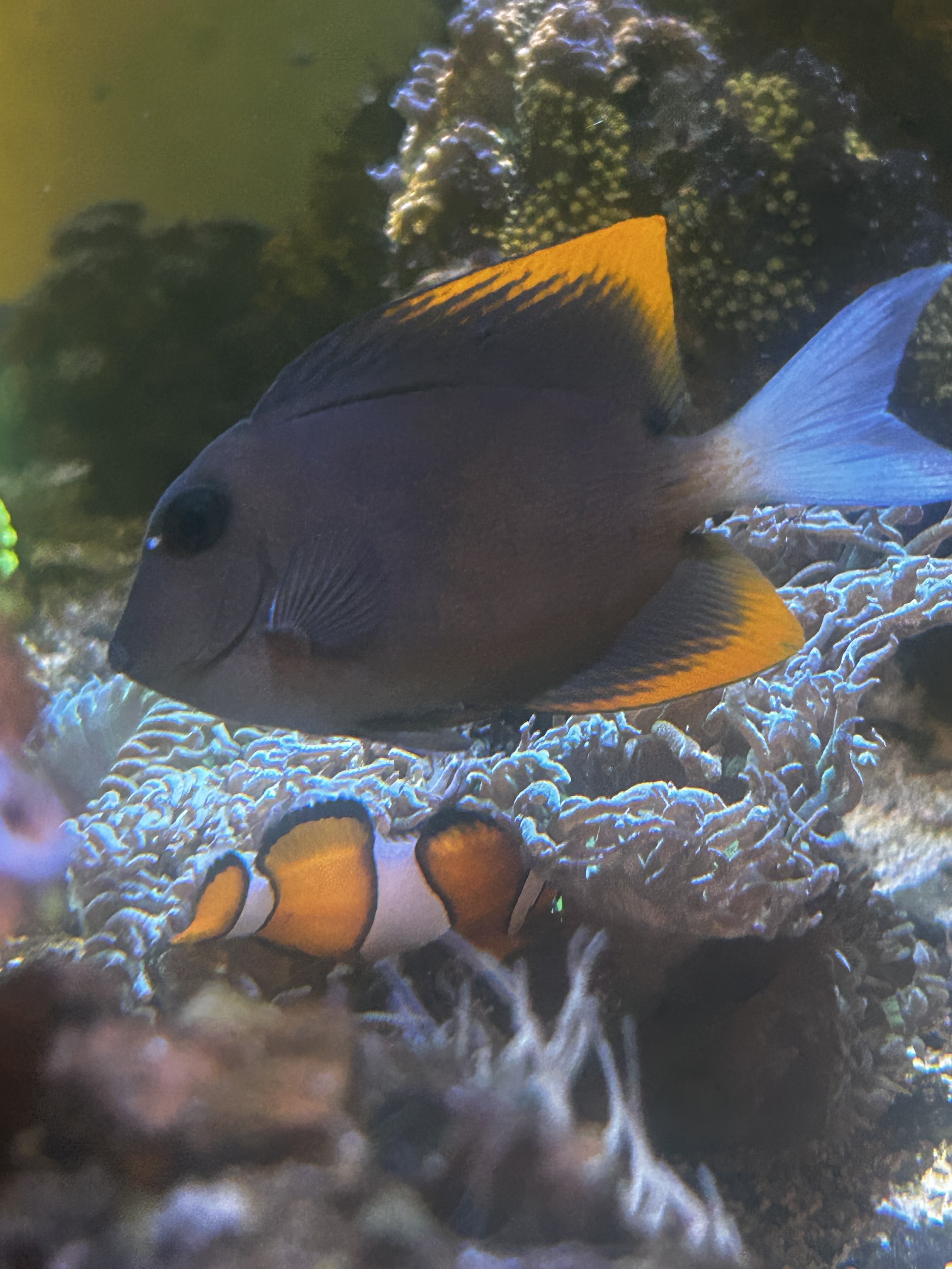 FS: Rabbitfish, Tomini Tang, Anthias, Clownfish - Classified Threads