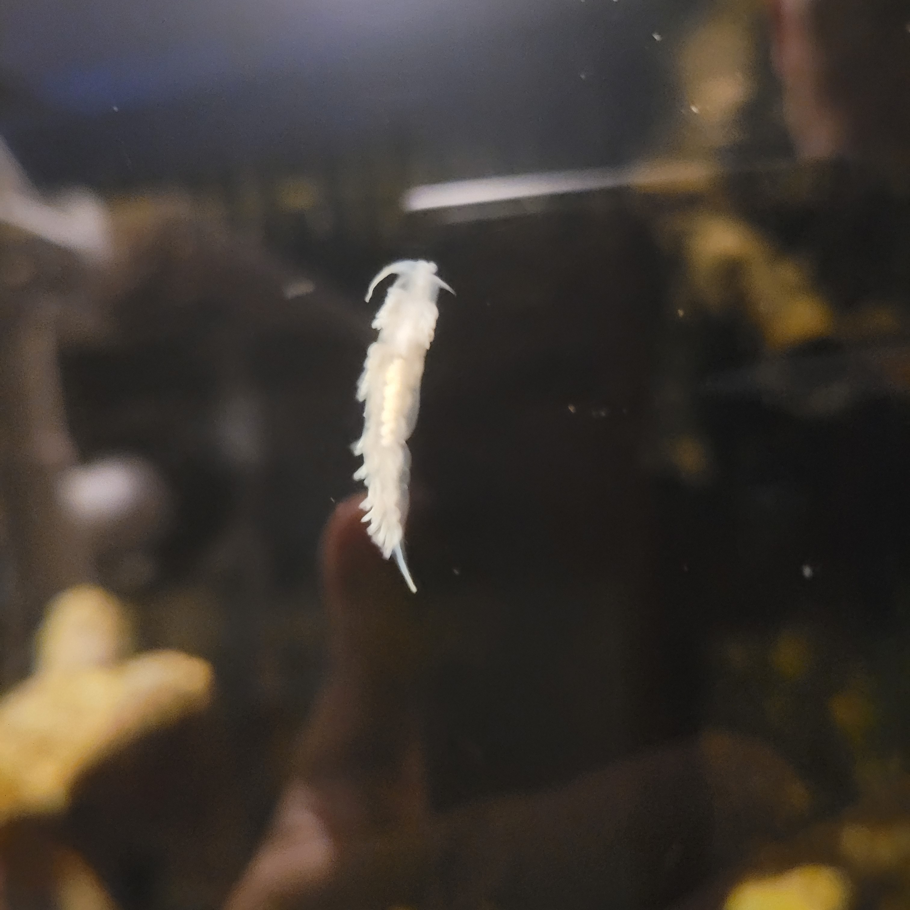 Berghia nudis fs/ft SALE! in vancouver Classified Threads PNWMAS