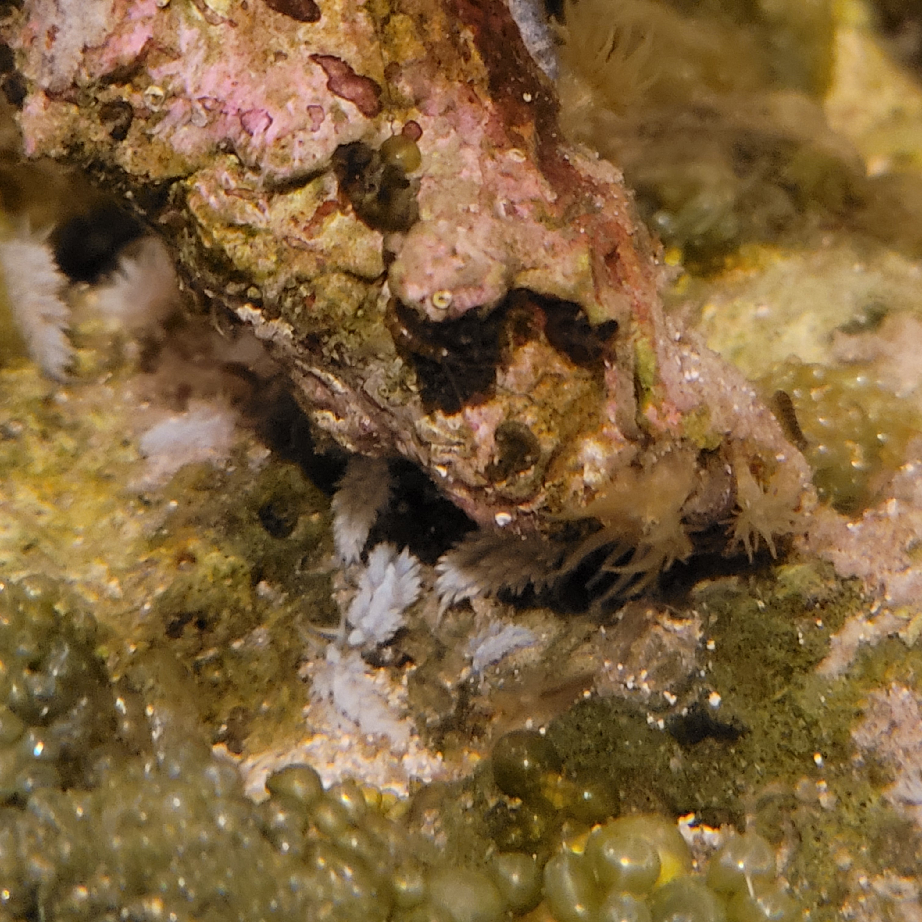 Berghia nudis fs/ft SALE! in vancouver Classified Threads PNWMAS