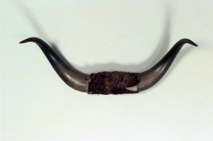 Rustic taxidermy steer horn