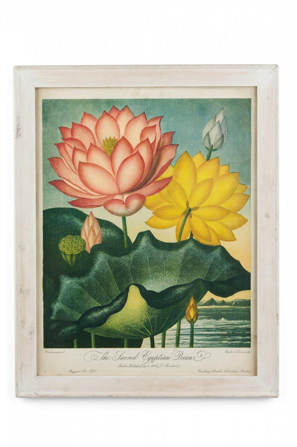 English victorian the sacred egyptian bean flower print