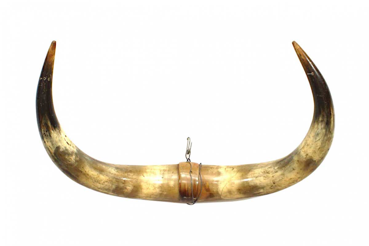 Rustic steer horn taxidermy 1