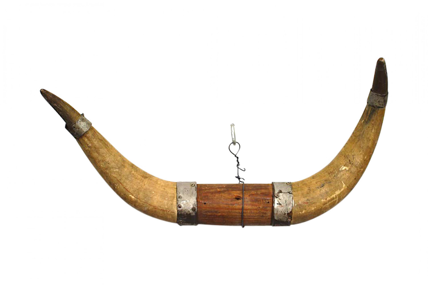 Rustic steer horn taxidermy
