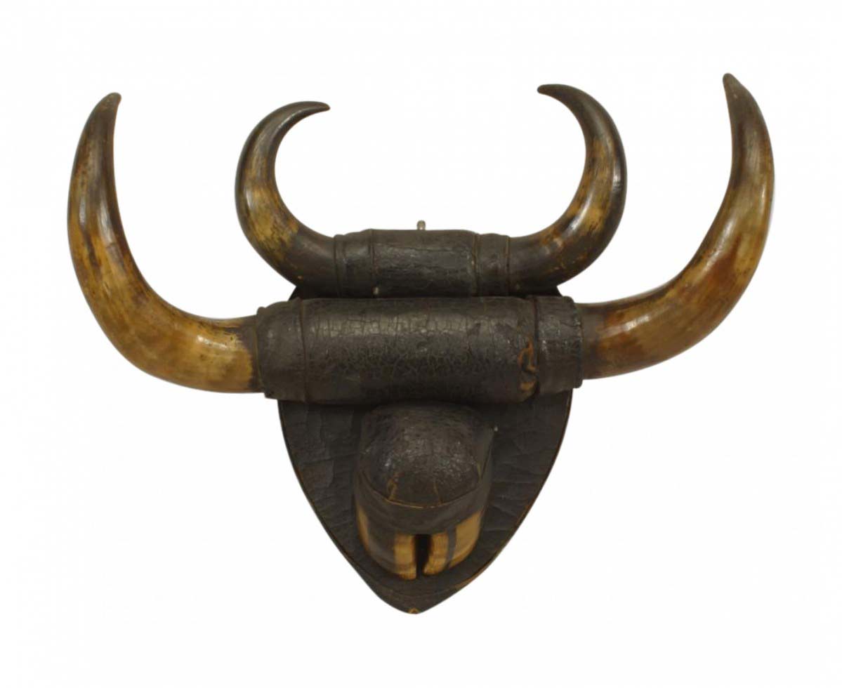 Rustic buffalo horn taxidermy