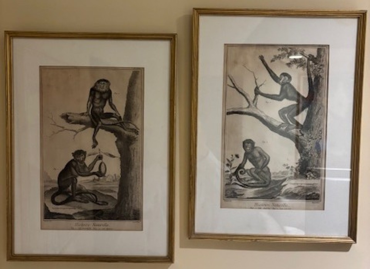 Monkey prints in gold frames