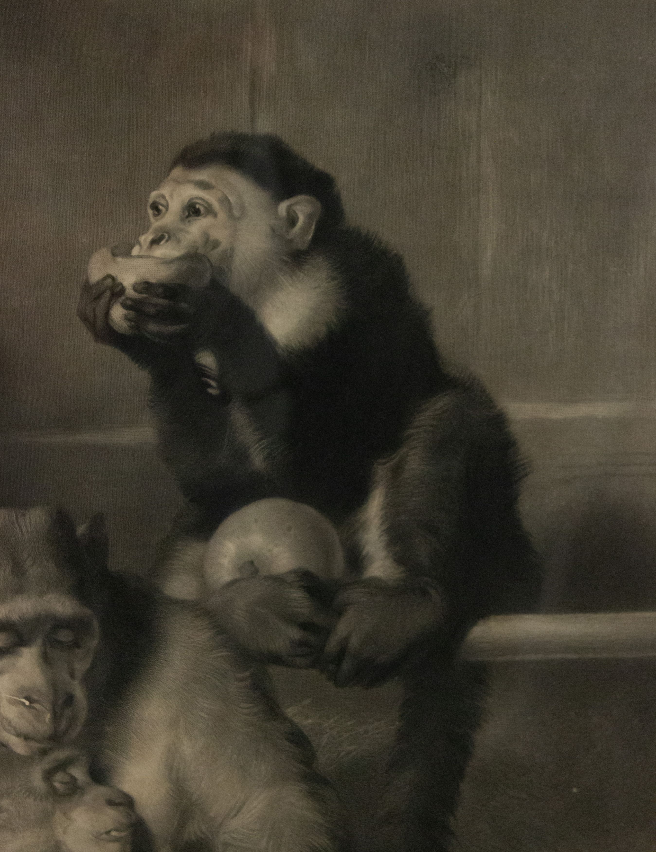 English victorian monkeys lithograph