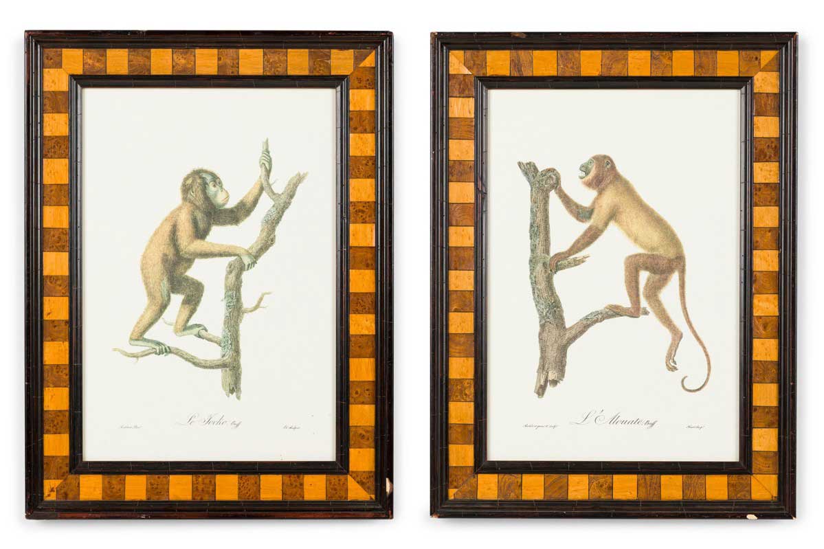 English victorian monkeys prints