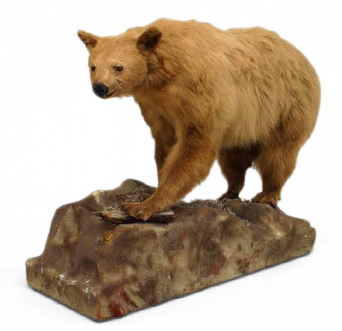 Rustic style taxidermy bear