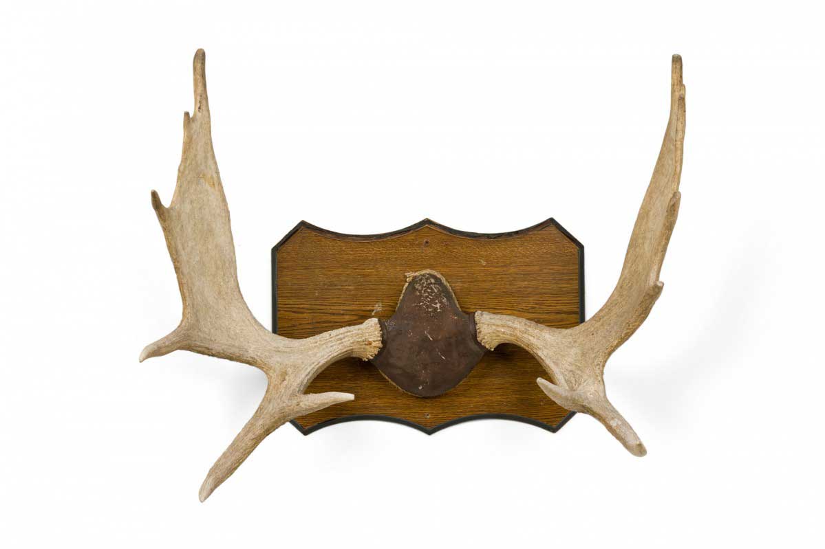 Rustic moose antler and wood wall plaque