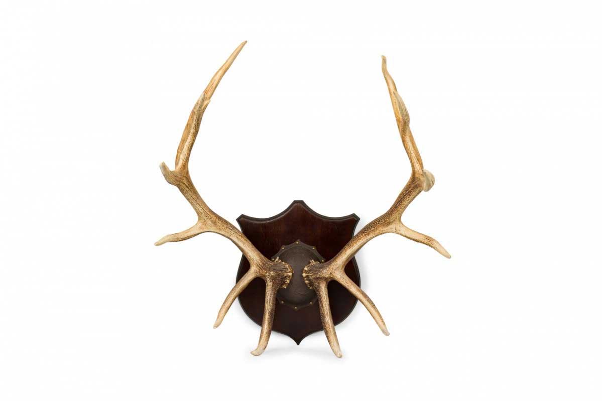 Rustic decorative elk antler and wood wall plaque