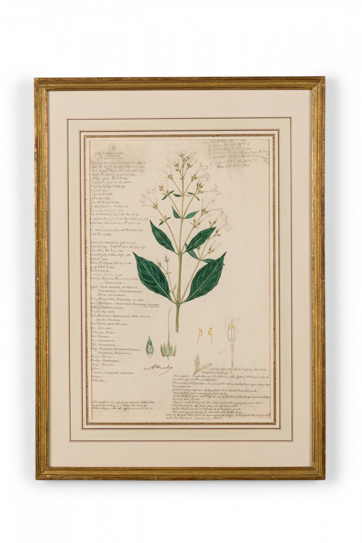 Framed american victorian 19th century watercolor botanical drawing rhinacanthus communis