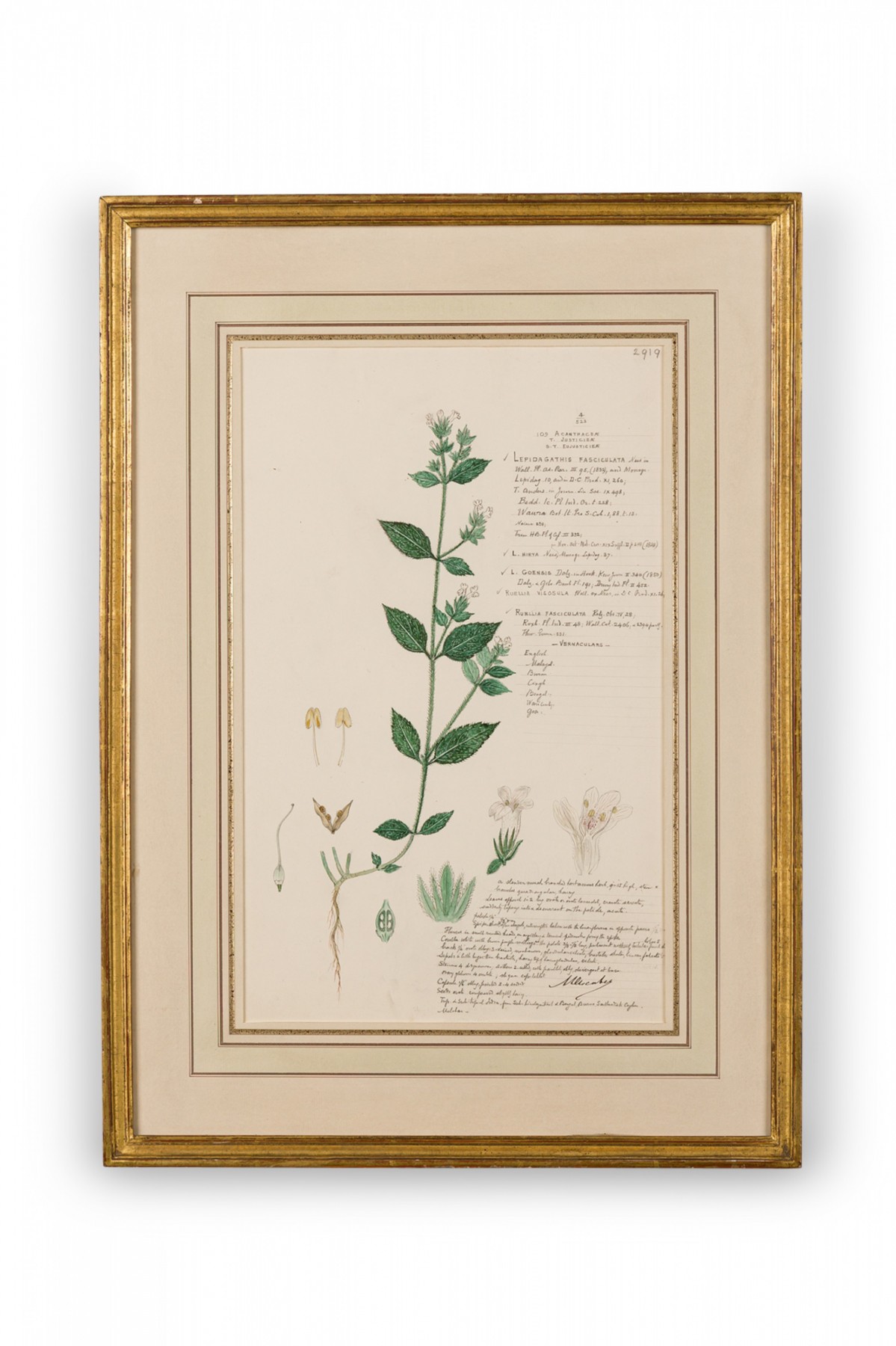 Framed american victorian 19th century watercolor botanical drawing lepidagathis fasciculata