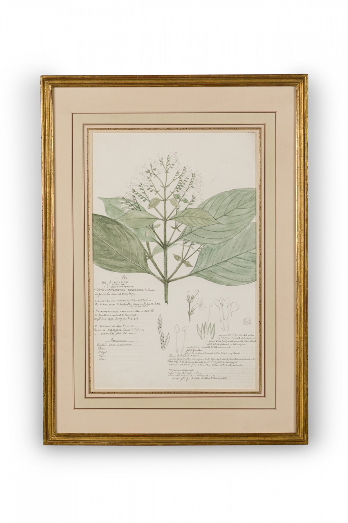 Framed american victorian 19th century watercolor botanical drawing gymnostachyum canescens