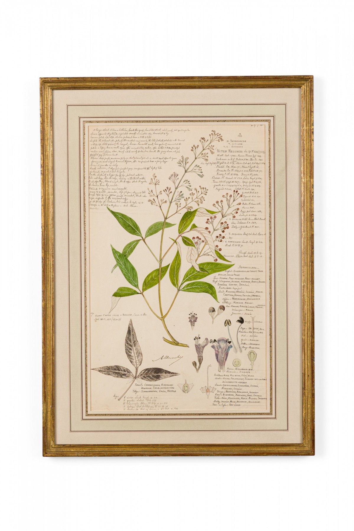 Framed american victorian 19th century watercolor botanical drawing vitex negundo