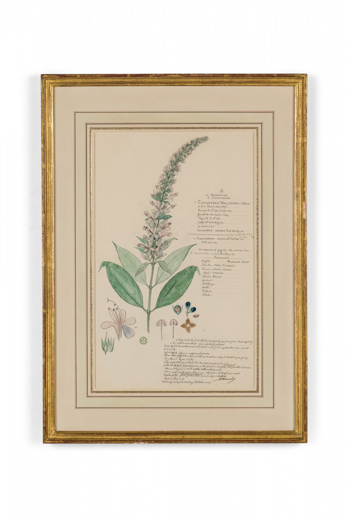 Framed american victorian 19th century watercolor botanical drawing caryopteris wallichiana